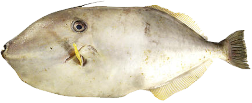 Fish 1